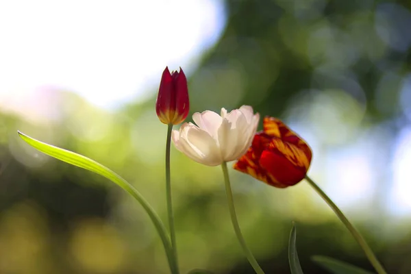 Primer Plano Floración Hermosas Flores Tulipán Primavera Sobre Fondo Verde —  Fotos de Stock