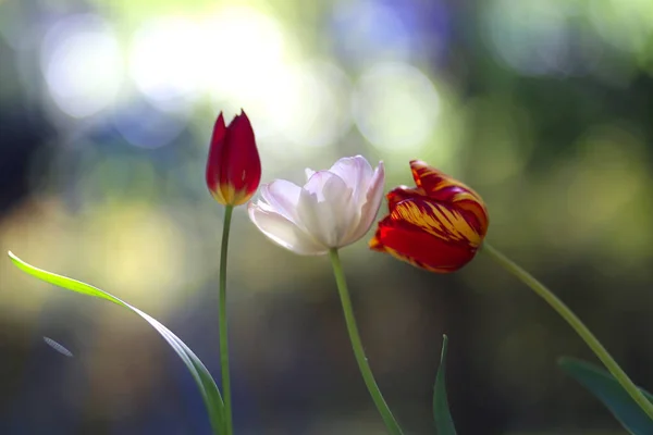 Primer Plano Floración Hermosas Flores Tulipán Primavera Sobre Fondo Verde — Foto de Stock