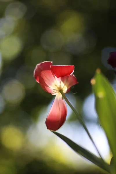 Primer Plano Floración Hermosas Flores Tulipán Primavera Sobre Fondo Verde —  Fotos de Stock