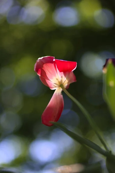 Primer Plano Floración Hermosas Flores Tulipán Primavera Sobre Fondo Verde — Foto de Stock