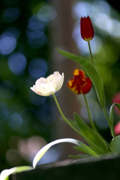 Zbliżenie Kwitnące Piękne Kwiaty Tulipan Wiosna Naturalnym Zielonym Tle — Zdjęcie stockowe