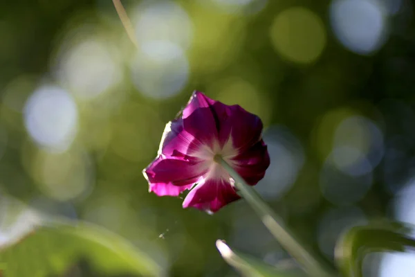 Primer Plano Floración Hermosas Flores Tulipán Primavera Sobre Fondo Verde —  Fotos de Stock