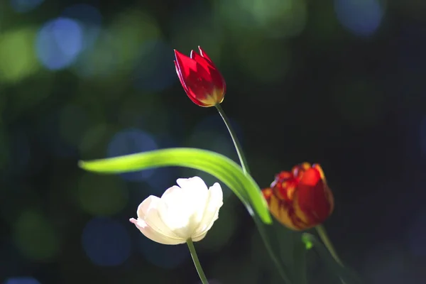 Primer Plano Floración Hermosas Flores Tulipán Primavera Sobre Fondo Verde — Foto de Stock