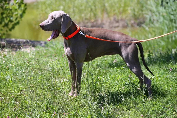 Weimaraner Vizsla Cão Caça Canino Prado Caça — Fotografia de Stock