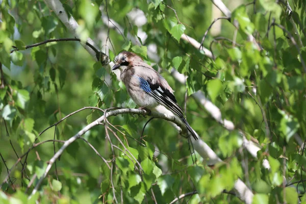 Eurasia Jay Bird Aka Garrulus Glandarius Sitting Branch Green Natural — Foto de Stock