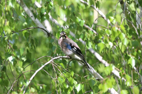 Eurasian Jay Pták Aka Garrulus Glandarius Sedí Větvi Proti Zelenému — Stock fotografie