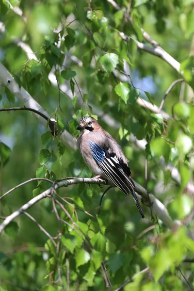 Eurasian Gay Bird Aka Garrulus Glandarius Sentado Ramo Contra Fundo — Fotografia de Stock