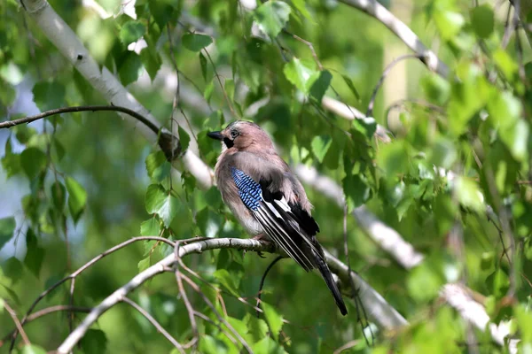 Eurasia Jay Bird Aka Garrulus Glandarius Sitting Branch Green Natural — Foto de Stock