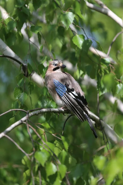Eurasia Jay Bird Aka Garrulus Glandarius Sitting Branch Green Natural — Foto de Stock