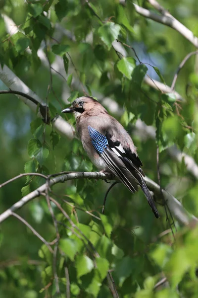 ユーラシアジェイ鳥別名Garulus Glandarius座っている上の枝に緑の自然背景 — ストック写真