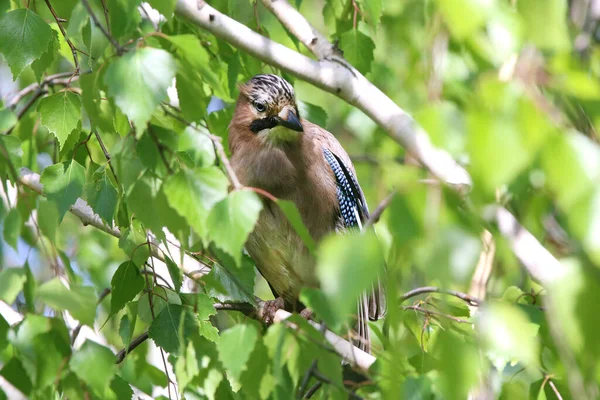 Geai Eurasie Aka Garrulus Glandarius Assis Sur Branche Sur Fond — Photo