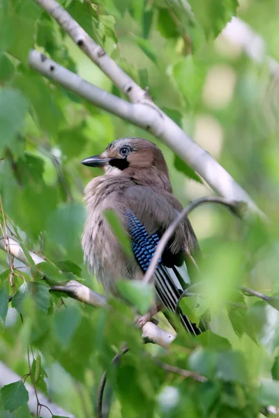 Eurasian jay bird aka garrulus glandarius sitting on branch against green natural background