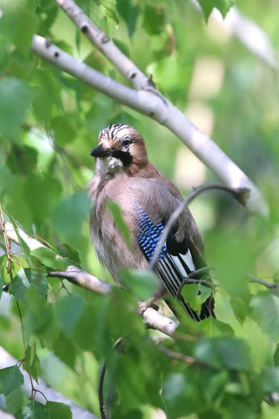 Eurasian jay bird aka garrulus glandarius sitting on branch against green natural background