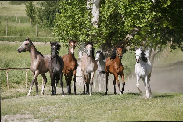 Einheimische Arabische Pferde Verschiedenen Farben Auf Dem Heimweg Zum Stall — Stockfoto
