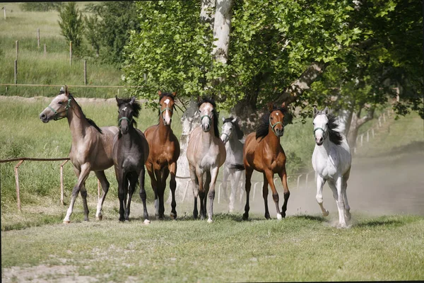 Caballos Árabes Domésticos Diferentes Colores Corriendo Casa Primavera Estable —  Fotos de Stock