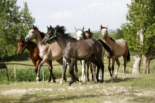 Einheimische Arabische Pferde Verschiedenen Farben Auf Dem Heimweg Zum Stall — Stockfoto