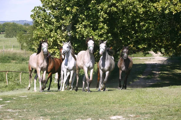 Inhemska Arabiska Hästar Olika Färger Som Springer Hem Till Stallet — Stockfoto