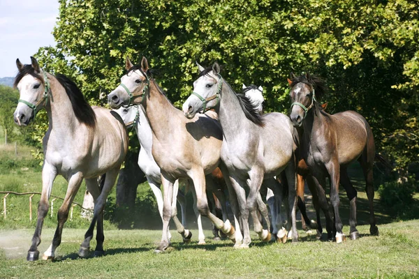 Krajowe Konie Arabskie Różnych Kolorów Biegnące Domu Stabilnej Wiosny — Zdjęcie stockowe