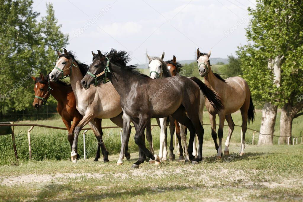 Domestic arabian horses of different colors running home to the stable springtime 