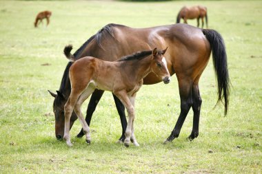Güzel safkan kısrak ve tayı ilkbaharda birlikte.