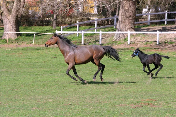 Beautiful Thoroughbred Mare Her Colt Together Outdoors Springtime — Stock Photo, Image