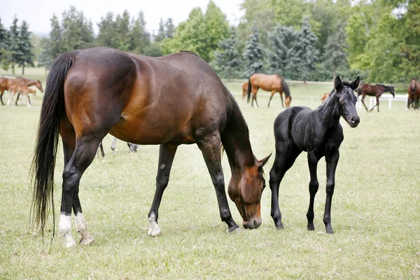 Vackra Fullblod Sto Och Hennes Föl Tillsammans Utomhus Våren — Stockfoto