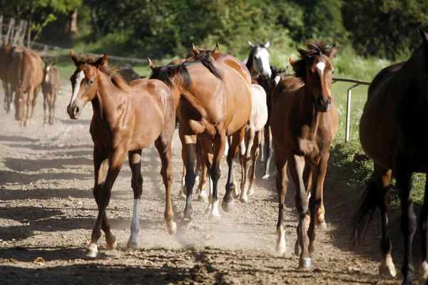 Cavalos Árabes Domésticos Cores Diferentes Que Correm Para Casa Prado — Fotografia de Stock