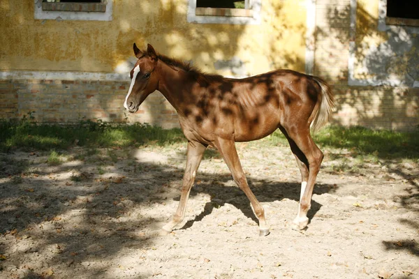 Inhemska Arabiska Hästar Olika Färger Som Springer Hem Från Ängen — Stockfoto