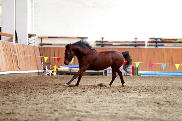 年轻美丽的纯种马在训练过程中穿过空荡荡的马场 — 图库照片