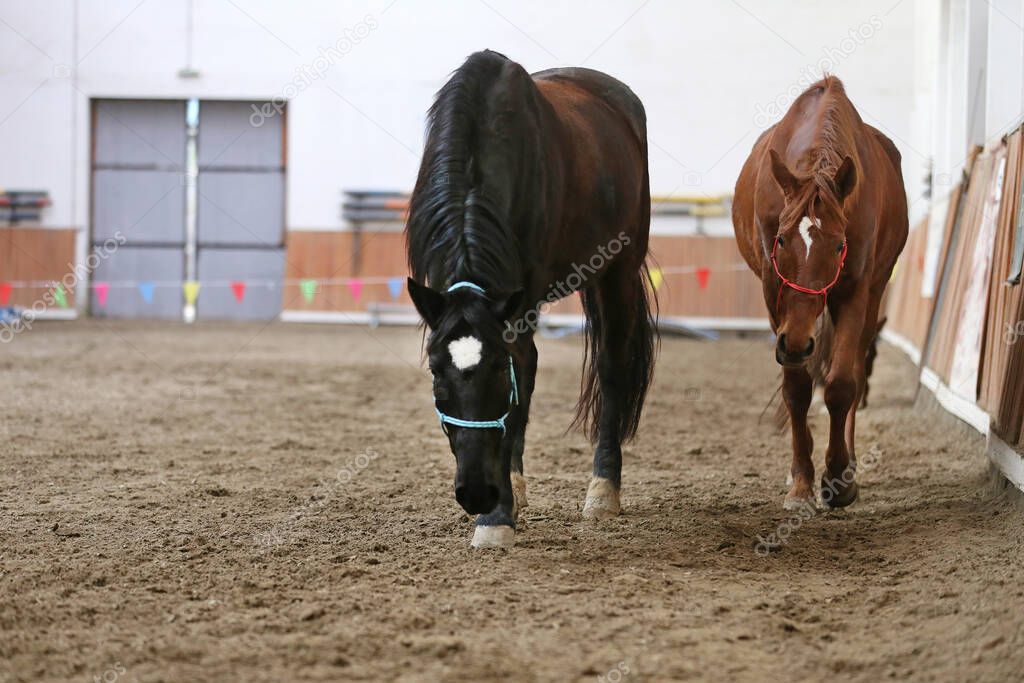 Beautiful young purebred horse runs across empty riding hall during training