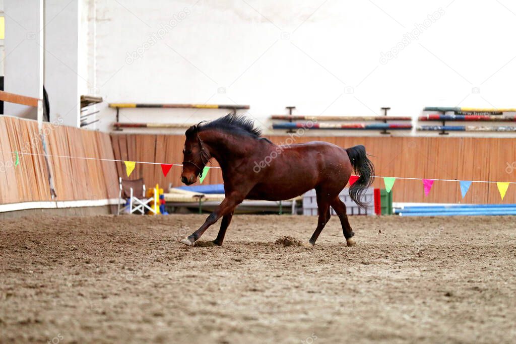 Beautiful young purebred horse runs across empty riding hall during training