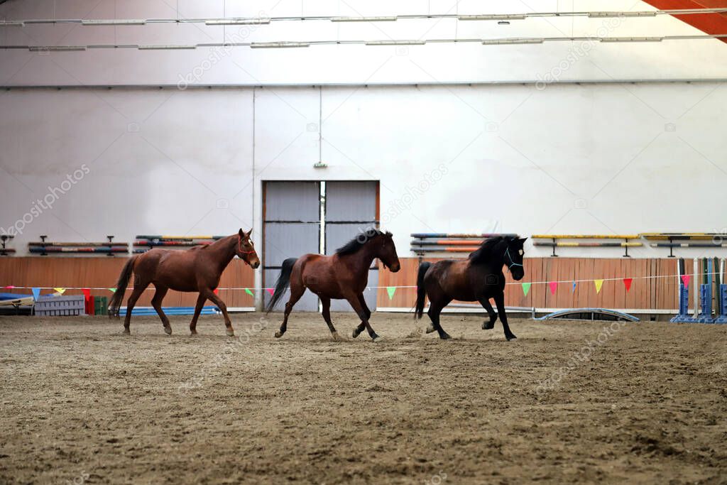 Beautiful young purebred horse runs across empty riding hall during training