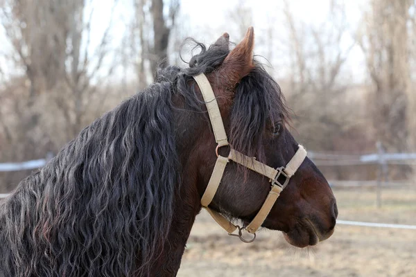 Cavalo Adulto Morgan Curral Inverno Perto Estação Alimentação Outros Cavalos — Fotografia de Stock