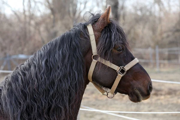 Ενηλίκων Morgan Άλογο Στέκεται Στο Χειμερινό Μαντρί Κοντά Στο Σταθμό — Φωτογραφία Αρχείου
