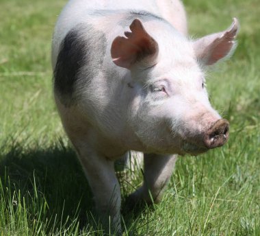 Açık havada genç ve güzel bir domuzun yakın plan fotoğrafı.