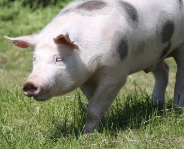 Doğal yeşil arka planda bir domuzun baş portresi.