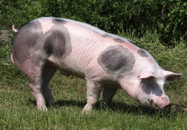 Doğal yeşil arka planda bir domuzun baş portresi.