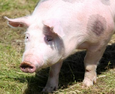 Doğal yeşil arka planda bir domuzun baş portresi.