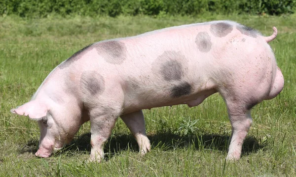 Side View Photo Beautiful Young Pig Outdoors — Stock Photo, Image