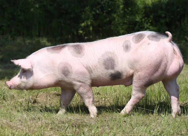 自然の緑の背景に美しい豚の放牧屋外 — ストック写真