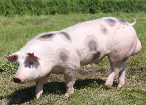 Beautiful Pig Grazing Outdoors Natural Green Background — Stock Photo, Image