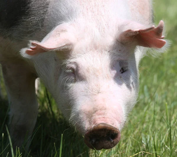 Plan Tête Gros Plan Photo Beau Jeune Cochon Plein Air — Photo