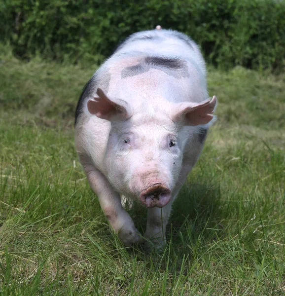 Portrait Tête Cochon Sur Fond Vert Naturel Extérieur — Photo