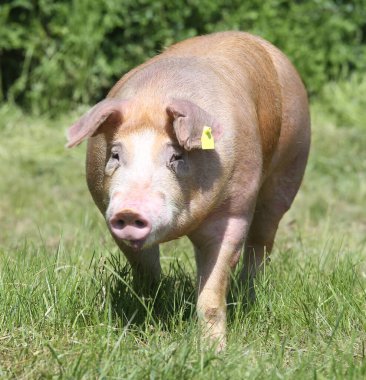 Serbest duroc domuzu dışarıda otluyor.