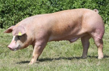 Serbest duroc domuzu dışarıda otluyor.