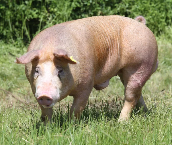 自由放养的十二生肖猪在牧场外面吃草 — 图库照片