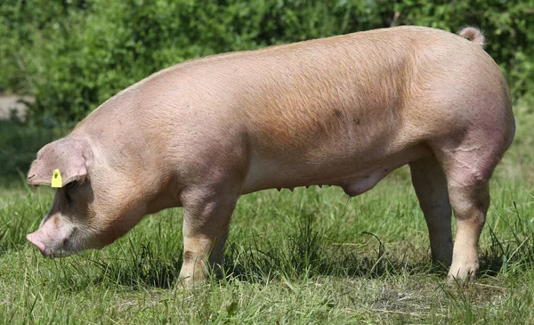小白猪在草地上吃草 — 图库照片