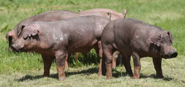 動物農場で牧草地にポーズ無料の範囲の豚 — ストック写真