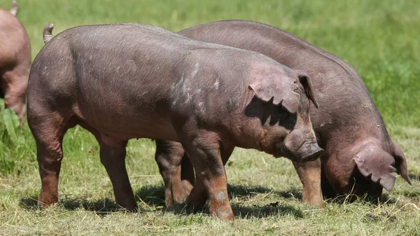 Свинка Вільного Діапазону Позує Пасовищі Тваринницькій Фермі — стокове фото
