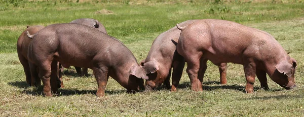 Świnia Chowu Wolnym Wybiegu Pozująca Pastwiskach Hodowli Zwierząt — Zdjęcie stockowe